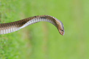 Philippine Cobra Snake Wallpaper