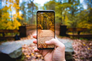 Phone Capturing Fall Wallpaper