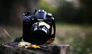 Photography Camera On Trunk With Maple Leaves Wallpaper