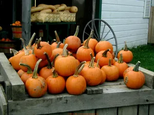 Pick Of The Patch! Wallpaper