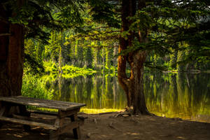 Picnic Table In The Woods Wallpaper