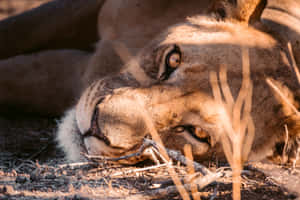 Piercing Look Of A Lioness Wallpaper