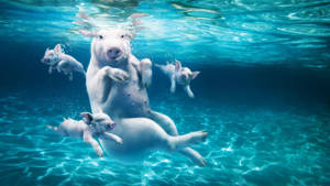 Pigs Swimming Under The Water Wallpaper
