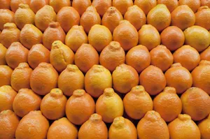 Pile Of Tangelo Fruits Wallpaper