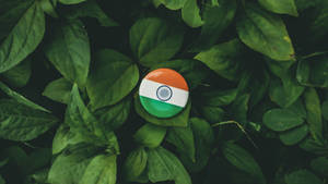 Pin On Leaves Indian Flag 4k Wallpaper