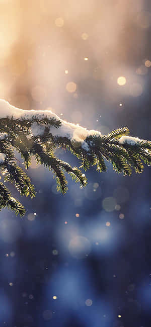 Pine Leaves With Snow Iphone Wallpaper