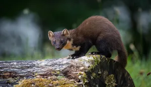 Pine_ Marten_on_ Log Wallpaper