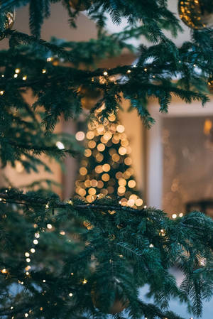 Pine Tree Christmas Lights Bokeh Wallpaper