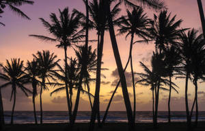 Pine Trees At Sunset In Marshall Islands Wallpaper