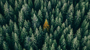 Pine Trees Forest View Wallpaper