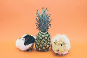 Pineapple And Guinea Pigs Wallpaper