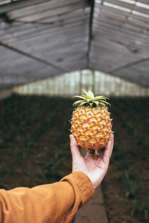 Pineapple Focus-shot Photography Wallpaper