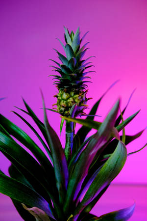 Pineapple Shrub In Fuchsia Wallpaper