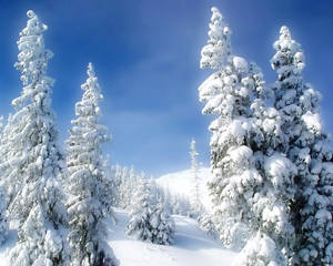 Pines, Winter, Snow, Snowdrifts, Sky, Fairy Tale Wallpaper