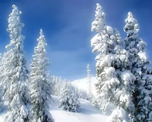 Pines, Winter, Snow, Snowdrifts, Sky, Fairy Tale Wallpaper