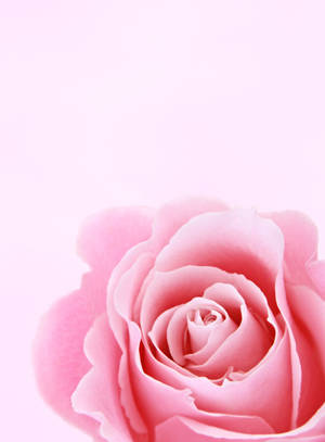 Pink Aesthetic Rose Iphone Wallpaper