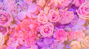 Pink And Purple Roses With Carnation Aesthetic 4k Monitor Wallpaper