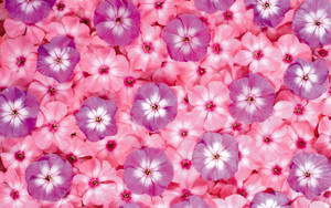 Pink And Purple Spring Flowers Wallpaper