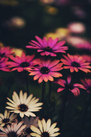 Pink And White Daisy Flowers Wallpaper