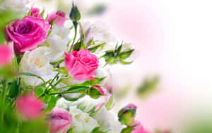 Pink And White Roses In A Vase Wallpaper