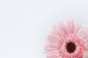 Pink And White Sunflower Wallpaper