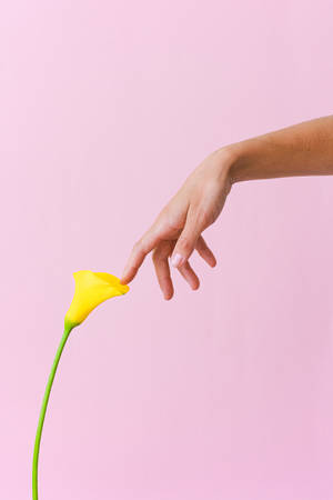 Pink Background With Yellow Flower Wallpaper