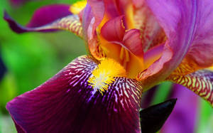 Pink Bearded Iris Flower Wallpaper