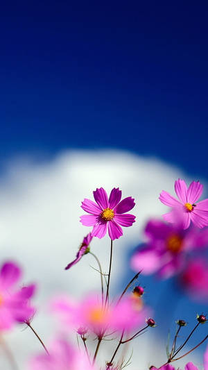 Pink Beautiful Flower Against Sky Wallpaper