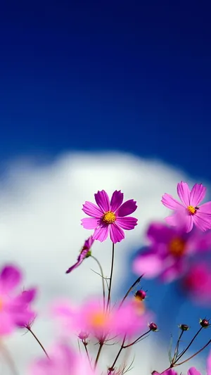 Pink Beautiful Flower Against Sky Wallpaper