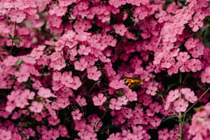 Pink Black Flowers Aesthetic Wallpaper