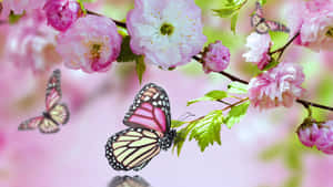 Pink Blooming Flowers And Butterflies Wallpaper