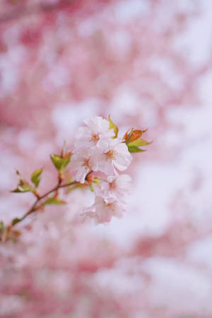 Pink Blossom Flower Android Wallpaper