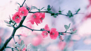 Pink Blossoms Real Floral Wallpaper
