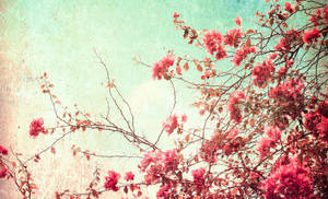 Pink Blossoms Vintage Aesthetic Pc Wallpaper