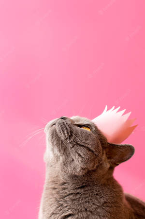 Pink Cat With Crown Wallpaper