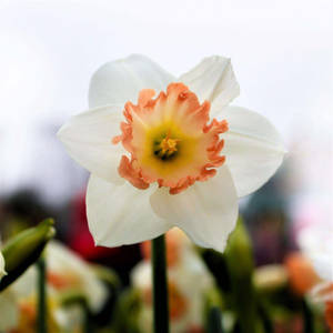 Pink Charm Narcissus Flower Wallpaper