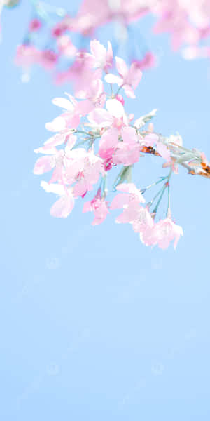 Pink Cherry Blossom Branch In The Spring Wallpaper