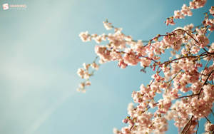 Pink Cherry Blossom In April Wallpaper