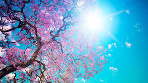 Pink Cherry Blossom Tree On Blue Wallpaper