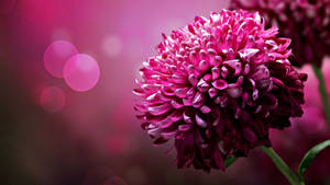 Pink Chrysanthemum Flowers Wallpaper