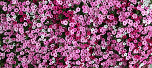 Pink Color Flower Wall Wallpaper