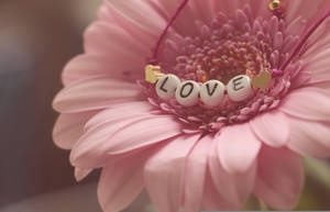 Pink Color Flower With Love Necklace Wallpaper