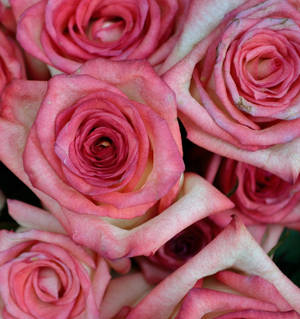 Pink Color Roses Close Up Wallpaper