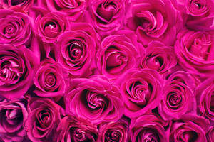 Pink Color Roses Wallpaper