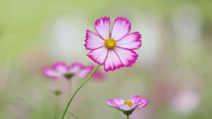 Pink Cosmos Flowers In The Grass Wallpaper