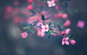 Pink Cute Flower Wallpaper