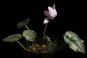 Pink Cyclamen Libanoticum Wallpaper