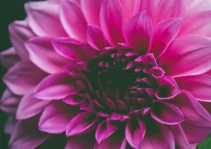 Pink Dahlia Flower Wallpaper