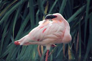 Pink Flamingo Beautiful Birds Wallpaper