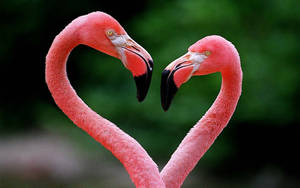 Pink Flamingo Love Birds Heart Wallpaper